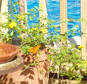 Picture of orange and black butterfly on flowers in a pot with blue water in the background.