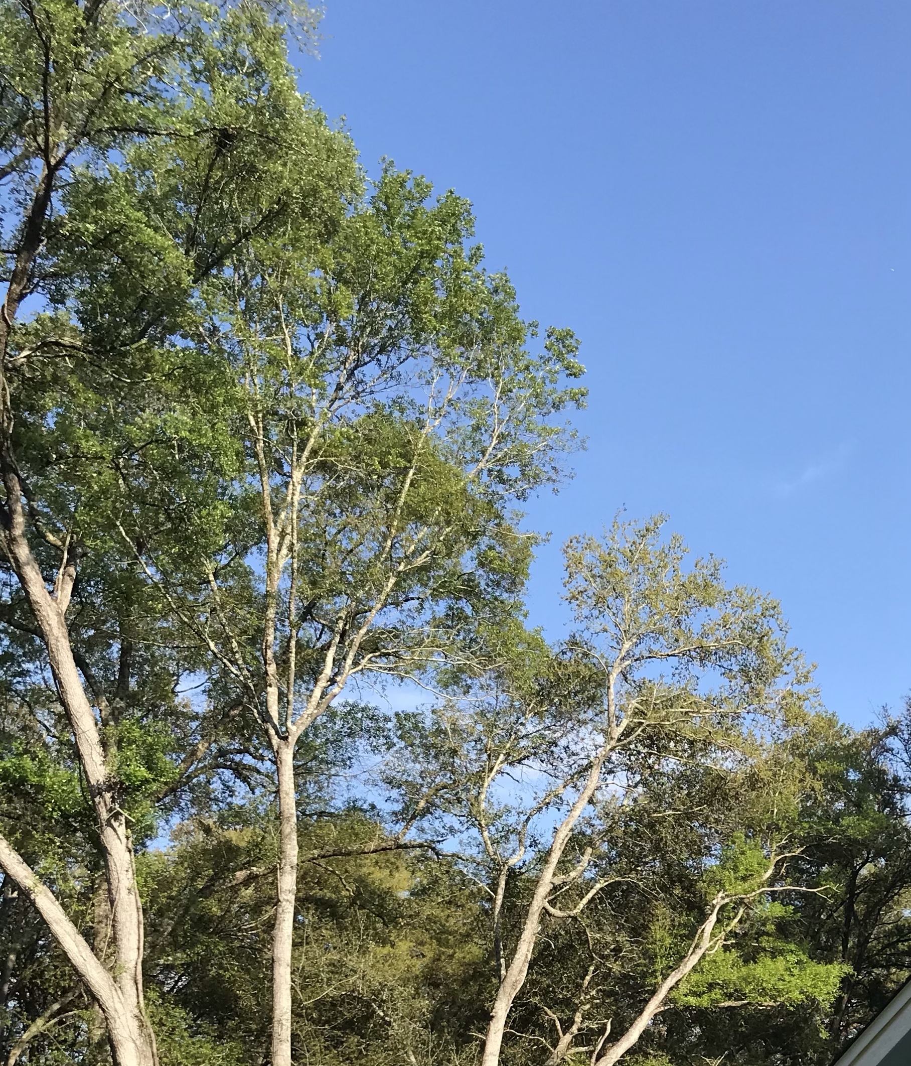 Tops of trees and blue sky.