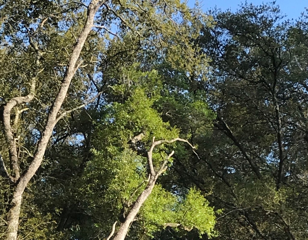 Canopy of trees with branches that form a heart.